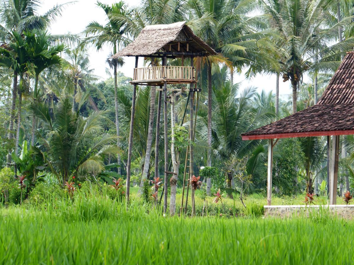 Banyu Homestay Banyuwangi  Exteriér fotografie